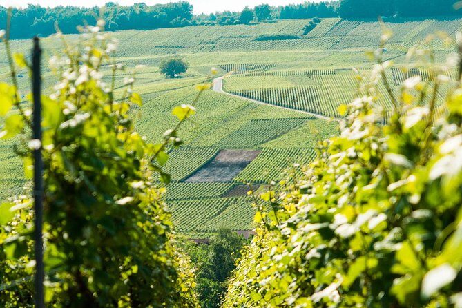 Champagne Day Trip with 6 Tastings, Reims and Winery from Paris - Nicolas Feuillatte: The Facility Visit and the First Taste