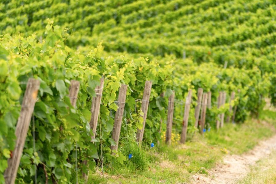From Paris: Day Trip to Champagne with 8 Tastings & Lunch - Vineyard Tastings on the Move: Terroir in Plain Language