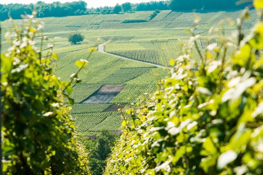 From Paris: Small-Group Champagne Day Trip with Six Tastings - Why This Champagne Day Trip Makes Sense From Paris