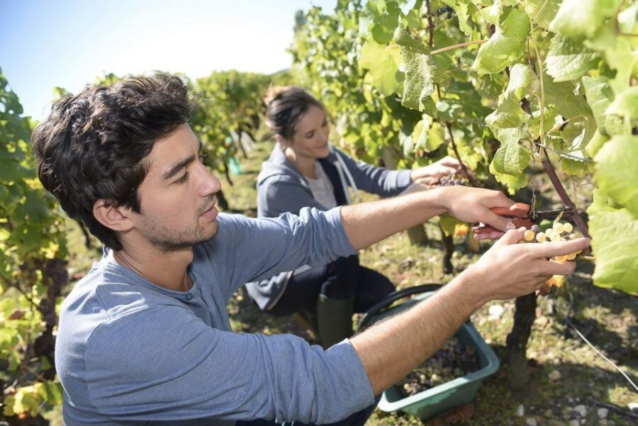 From Paris: Small-Group Champagne Day Trip with Six Tastings - Six Tastings: How to Taste Without Losing Track