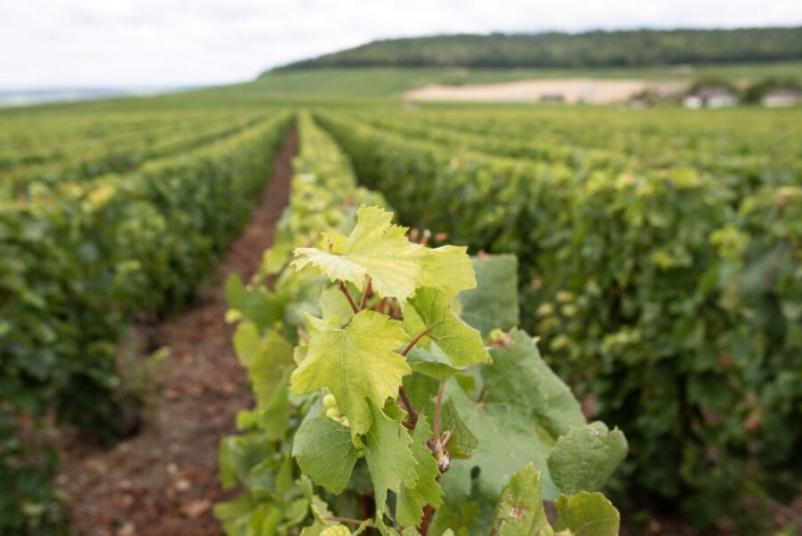 From Reims: Champagne and Family-Run Wineries Tour - Comfort tips: shoes, jackets, and how to enjoy the ride