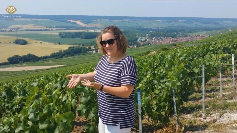 From Reims: Champagne Day Trip to 3 Family Domains & Lunch - Key Things You’ll Notice on This Tour