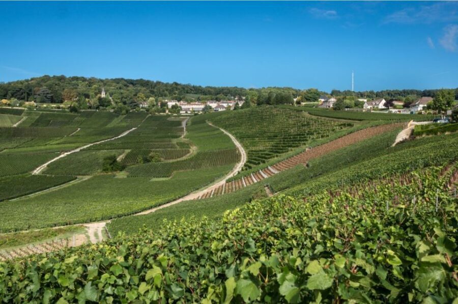 From Reims: Champagne Day Trip to 3 Family Domains & Lunch - Hautvillers and Dom Pérignon: Where Legends Meet Limestone Cellars
