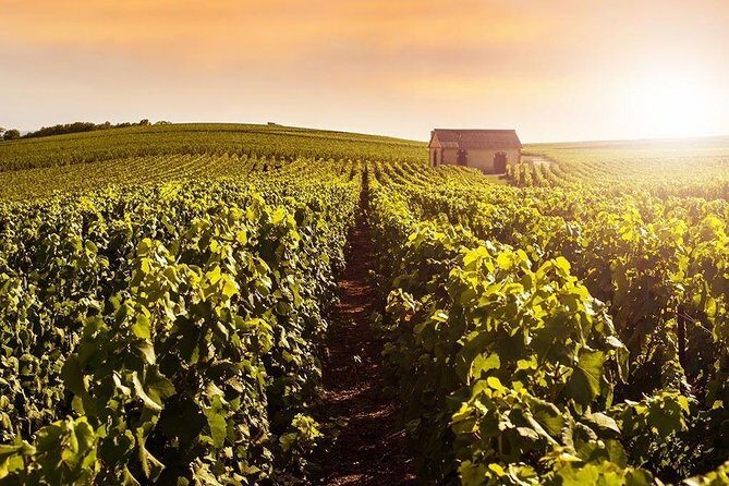 From Reims Champagne Day Trip Veuve Clicquot Local Domain & Lunch - Price and value: why $399.09 can feel fair, or not