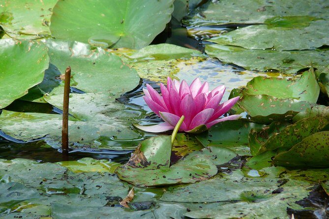Giverny & Monet's House Audio Guided Half-day Tour from Paris - Price and value: $102.30 and what you’re really paying for