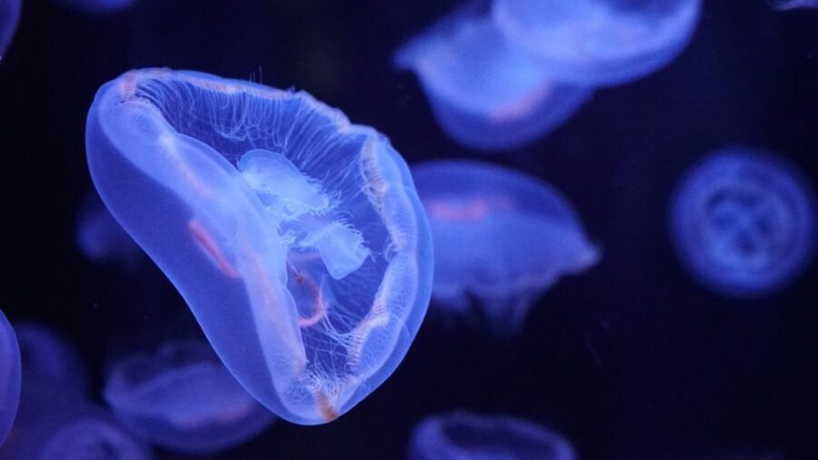 Paris: Aquarium de Paris Entrance Ticket - Should you book Aquarium de Paris entrance tickets?
