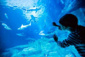 Paris: Aquarium de Paris Entrance Ticket - The main route: sharks, clown fish, sting rays, and that jellyfish moment