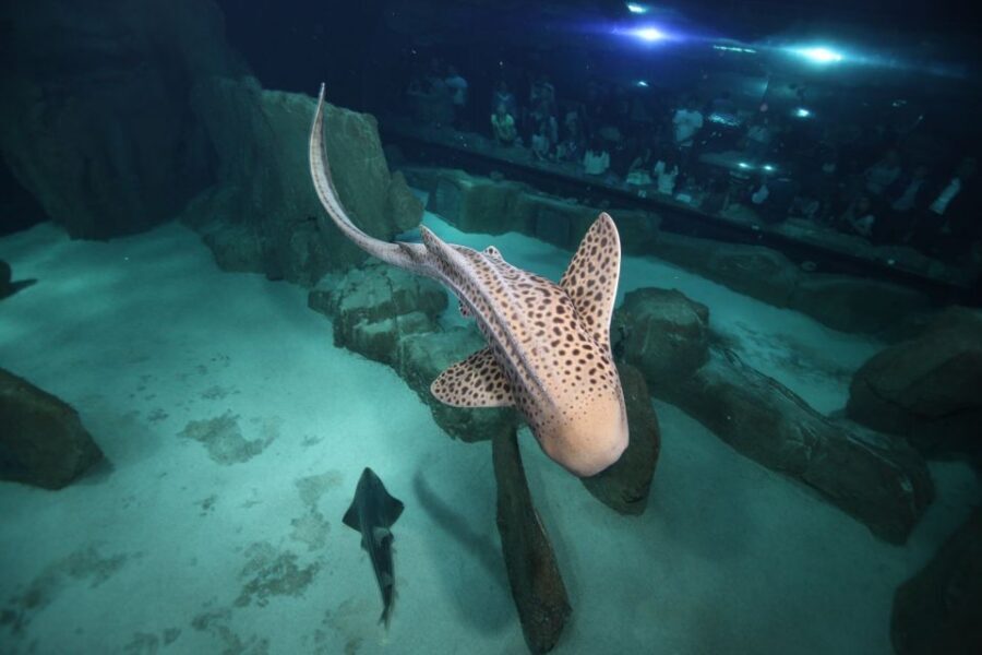 Paris: Aquarium de Paris Entrance Ticket - Ticket value: is it worth $25, and who gets the best experience?