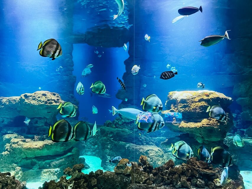 Paris: Aquarium de Paris Entrance Ticket - Timing and crowd management: getting the calm version of the aquarium
