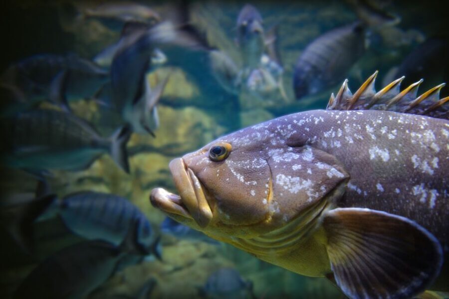 Paris: Aquarium de Paris Entrance Ticket - What to bring (and what to buy inside)