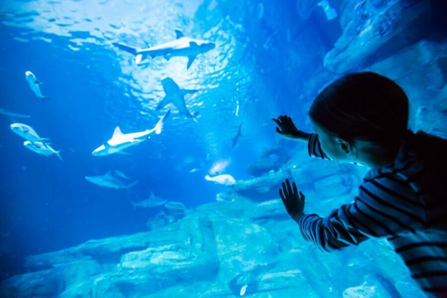 Paris: Aquarium de Paris Entrance Ticket - The main route: sharks, clown fish, sting rays, and that jellyfish moment