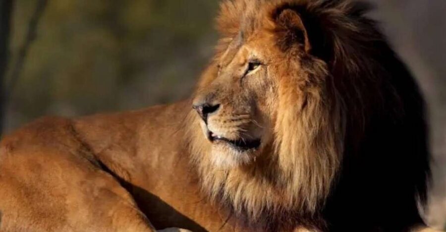 Paris: Paris Zoological Park Entrance Ticket - Key Highlights to Focus On