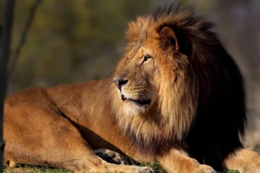 Paris: Paris Zoological Park Entrance Ticket - Getting There and Getting In Without Stress