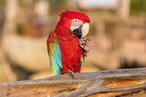 Parrot World Immersive Wildlife Park Entry Ticket next to Paris - How the Amazonia and Patagonia treks actually work on your time