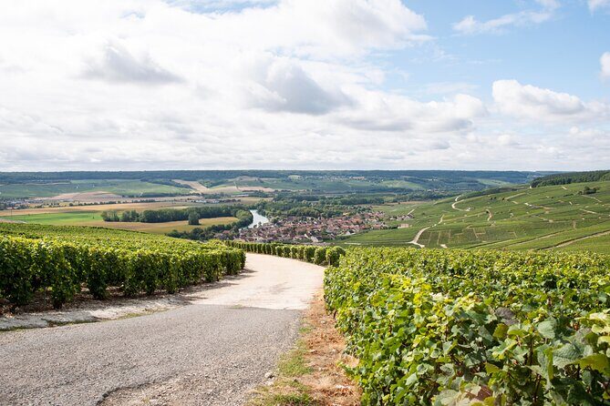 Reims afternoon tour Champagne and family growers - What you learn (and how it stays practical)