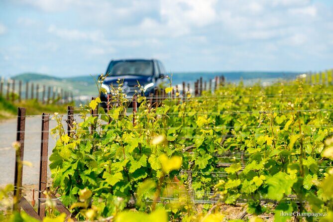 Reims or Epernay: Full day Champagne Mumm, family grower & lunch - Family-Run Winery Tastings in Champagne-Ardenne